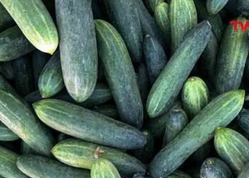 Benefits of eating cucumber in Summer,Health Tips,Health Benefits of Cucumber,Kheera,benefits of having cucumber,Telugu World Now