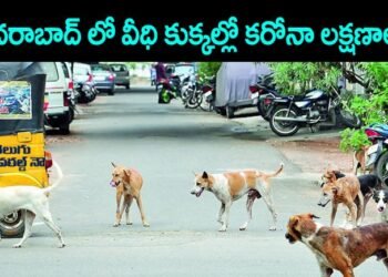 dogs in hyderabad streets,corona Symptoms dogs in hyd,covid news in hyd,corona news,v9 news telugu,teluguworldnow.com,