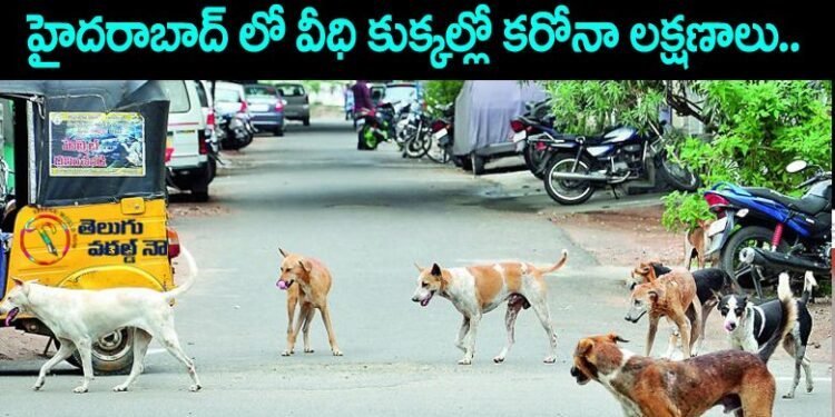 dogs in hyderabad streets,corona Symptoms dogs in hyd,covid news in hyd,corona news,v9 news telugu,teluguworldnow.com,