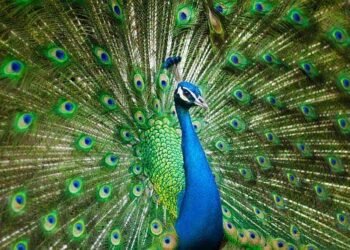 The Mayura Thottam peacock park in Tamil Nadu , The Most Famous Eco Friendly peacock park In India, Telugu World Now