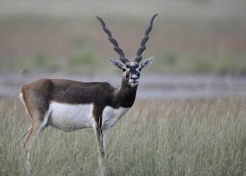 Valla Nadu Sanctuary In Tamil Nadu, The Beautiful and fascinating wild creatures, Telugu World Now