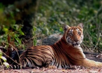 Annamalai Tiger Reserve Tamil Nadu, Nourished by the opulent nature and adorned with compelling wildlife, Indira Gandhi National Sanctuary, Telugu World Now