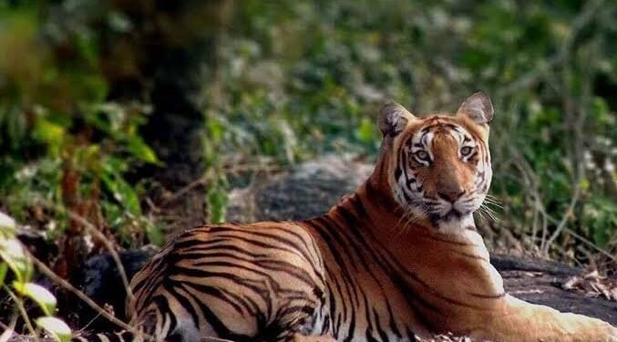 Annamalai Tiger Reserve Tamil Nadu, Nourished by the opulent nature and adorned with compelling wildlife, Indira Gandhi National Sanctuary, Telugu World Now