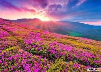 Valley of Flowers National Park Trip, Best Time To Visit Valley of Flowers, Trekking in India, Telugu World Now