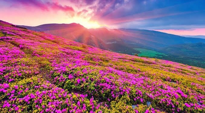 Valley of Flowers National Park Trip, Best Time To Visit Valley of Flowers, Trekking in India, Telugu World Now