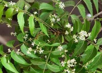 Health benefits about neem leaves and tips to follow in rainy season