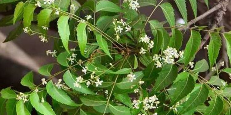 Health benefits about neem leaves and tips to follow in rainy season