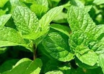 Doctors suggestion about podina for better health