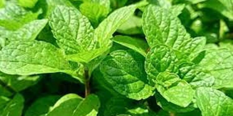 Doctors suggestion about podina for better health