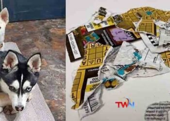Did the dogs do that, Dogs Eaten Lottory Ticket, Nathan Rachel Lamet, Oregon, USA,Telugu Golden TV,v9 News Telugu,www.teluguworldnow.com,my mix entertainments