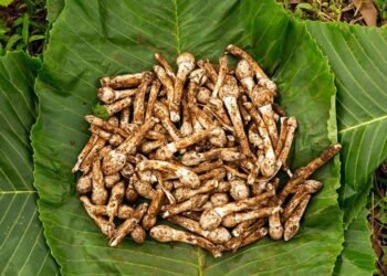 అధిక బరువు సమస్యతో బాధపడేవారు.. పుట్టగొడుగులు తింటున్నారా!!!