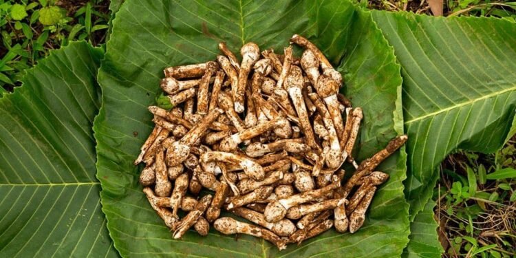 అధిక బరువు సమస్యతో బాధపడేవారు.. పుట్టగొడుగులు తింటున్నారా!!!