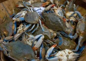 బ్రౌన్ పీతలను తింటున్నారా… అయితే జాగ్రత్త సుమీ.