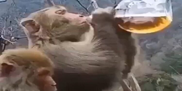 ఖరీదైన మద్యం గుటకుట తాగి రచ్చ రచ్చ చేసిన కోతి… వీడియో చూస్తే నవ్వు ఆపుకోలేరండోయ్.