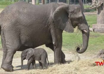 Does that elephant hate people,Elephants in Zoo Park,Zoo Park Visitors,National News,Telugu Golden TV,v9 News Telugu,www.teluguworldnow.com,my mix entertainments,Telugu World News