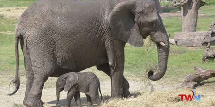 Does that elephant hate people,Elephants in Zoo Park,Zoo Park Visitors,National News,Telugu Golden TV,v9 News Telugu,www.teluguworldnow.com,my mix entertainments,Telugu World News