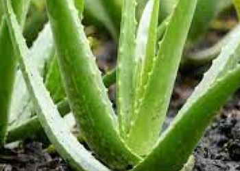 Health కలబంద గొప్పతనం తెలిస్తే ఇట్టే ఆశ్చర్యపోతారు..