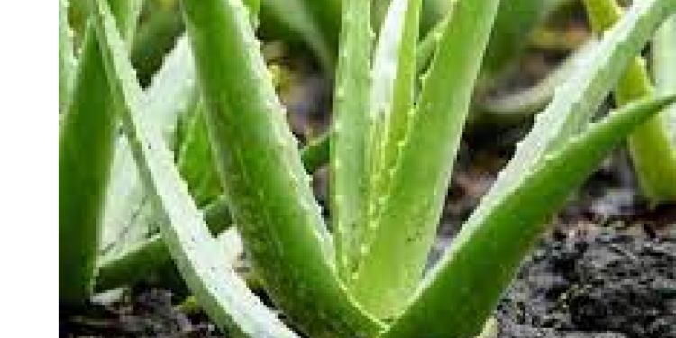 Health కలబంద గొప్పతనం తెలిస్తే ఇట్టే ఆశ్చర్యపోతారు..