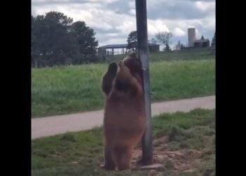 Viral Video పోలో డాన్స్ చేసిన ఎలుగుబంటి…