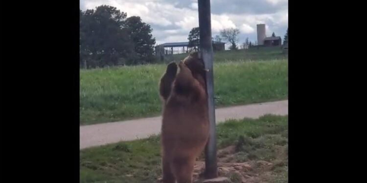 Viral Video పోలో డాన్స్ చేసిన ఎలుగుబంటి…