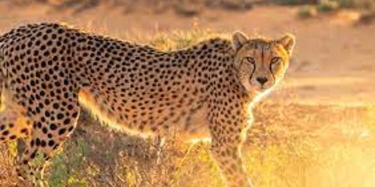 Viral News : 74 ఏళ్లకు మళ్లీ.. భారత్లోకి అడుగు