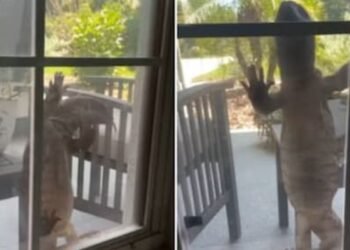 గోడను బల్లి ఏం చేసిందంటే..?