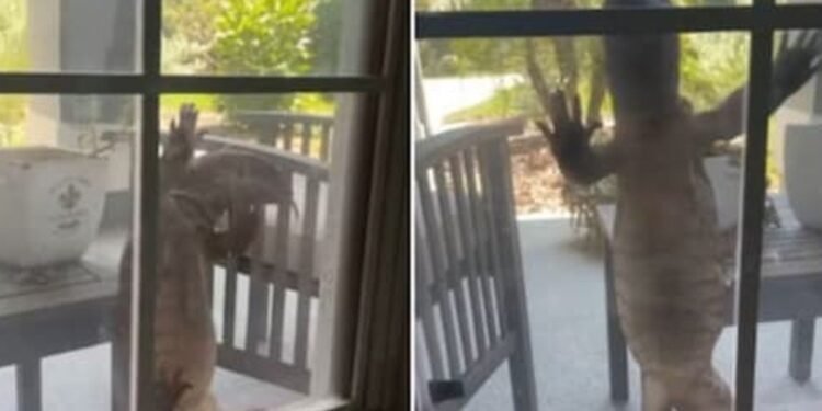 గోడను బల్లి ఏం చేసిందంటే..?