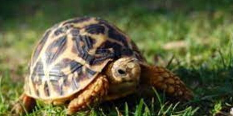 Bhakthi ఇంట్లో తాబేలును ఉంచుకోవడం వల్ల కలిగే ప్రయోజనాలు..