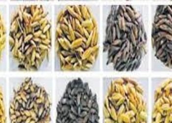 Health ఎన్నో ఏళ్లుగా పిల్లలు లేని వారికి కూడా సంతాన భాగ్యం కలిగించే ఈ బియ్యం మీకు తెలుసా..!