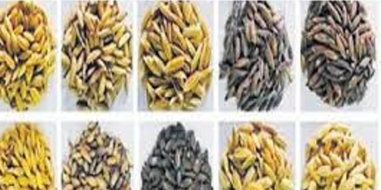 Health ఎన్నో ఏళ్లుగా పిల్లలు లేని వారికి కూడా సంతాన భాగ్యం కలిగించే ఈ బియ్యం మీకు తెలుసా..!