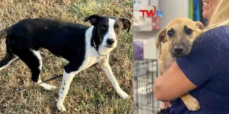 Only One Dog For House, Afterthen Have to Take Permsstion,Pet Dogs,Ghaziabad town BJP, Councilor Sanjay Singh, Uttar Pradesh,Latest News,Telugu Golden TV,My Mix Entertainments,telugu world news,www.teluguworldnow.com