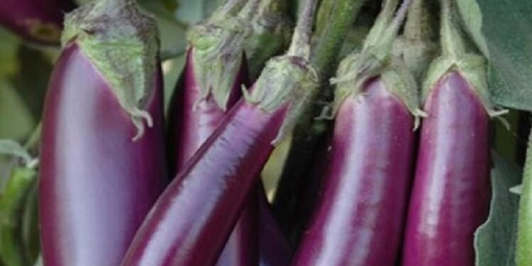 Health ఈ ఆరోగ్య సమస్యలు ఉన్నవాళ్లు వంకాయను అస్సలు తీసుకోవద్దు..