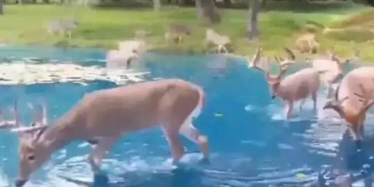 Viral Video పచ్చని పొలాల్లో చిన్న సరస్సు అందులో నీళ్లు తాగుతున్న లేళ్లు.. అబ్బా మైమరిపిస్తున్న వీడియో..